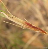 ostřice drobná <i>(Carex supina)</i> / Ostatní