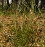 ostřice drobná <i>(Carex supina)</i> / Habitus