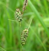 ostřice plstnatá <i>(Carex tomentosa)</i> / Habitus