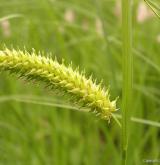 ostřice měchýřkatá <i>(Carex vesicaria)</i> / Plod