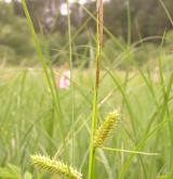 ostřice měchýřkatá <i>(Carex vesicaria)</i> / Habitus