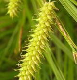 ostřice měchýřkatá <i>(Carex vesicaria)</i> / Plod