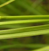 ostřice měchýřkatá <i>(Carex vesicaria)</i> / List