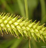 ostřice měchýřkatá <i>(Carex vesicaria)</i> / Plod