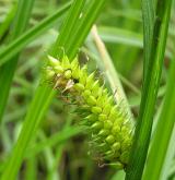 ostřice měchýřkatá <i>(Carex vesicaria)</i> / Plod