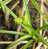 ostřice pozdní <i>(Carex viridula)</i> / Habitus