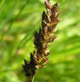 ostřice liščí <i>(Carex vulpina)</i> / Plod