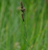 ostřice Hartmanova <i>(Carex hartmanii)</i> / Habitus