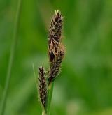 ostřice Hartmanova <i>(Carex hartmanii)</i> / Květ/Květenství