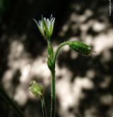rožec hajní <i>(Cerastium lucorum)</i> / Habitus