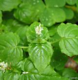 čarovník alpský <i>(Circaea alpina)</i> / Habitus