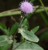 pcháč oset <i>(Cirsium arvense)</i> / Květ/Květenství