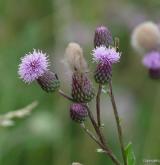 pcháč oset <i>(Cirsium arvense)</i> / Květ/Květenství