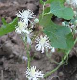 plamének plotní  <i>(Clematis vitalba)</i>