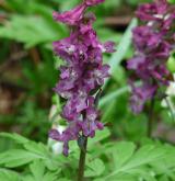 dymnivka dutá <i>(Corydalis cava)</i> / Květ/Květenství