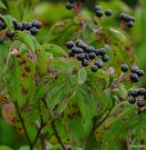 svída krvavá <i>(Cornus sanguinea)</i> / Plod