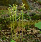 korálice trojklaná <i>(Corallorhiza trifida)</i> / Habitus