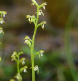 korálice trojklaná <i>(Corallorhiza trifida)</i> / Květ/Květenství