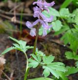 dymnivka dutá <i>(Corydalis cava)</i> / Habitus