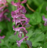 dymnivka dutá <i>(Corydalis cava)</i>