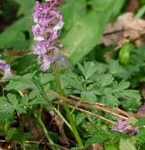 dymnivka dutá <i>(Corydalis cava)</i> / Habitus