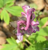 dymnivka dutá <i>(Corydalis cava)</i> / Květ/Květenství