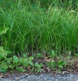 ostřice třeslicovitá <i>(Carex brizoides)</i> / Porost