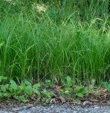 ostřice třeslicovitá <i>(Carex brizoides)</i> / Porost