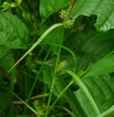 ostřice skloněná <i>(Carex demissa)</i> / Habitus