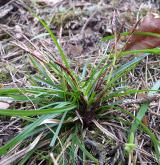 ostřice prstnatá <i>(Carex digitata)</i> / Habitus