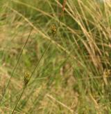 ostřice oddálená <i>(Carex distans)</i> / Habitus