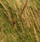 ostřice oddálená <i>(Carex distans)</i> / Habitus