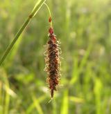 ostřice flacca <i>(Carex flacca)</i> / Květ/Květenství