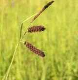 ostřice flacca <i>(Carex flacca)</i> / Plod