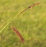 ostřice flacca <i>(Carex flacca)</i> / Květ/Květenství