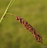 ostřice flacca <i>(Carex flacca)</i> / Květ/Květenství