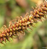 ostřice flacca <i>(Carex flacca)</i> / Květ/Květenství