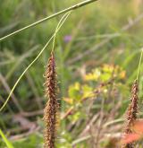 ostřice flacca <i>(Carex flacca)</i> / Květ/Květenství