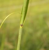 ostřice flacca <i>(Carex flacca)</i> / Stonek