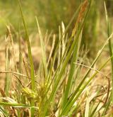 ostřice ječmenovitá <i>(Carex hordeistichos)</i> / Habitus