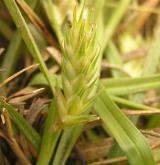 ostřice ječmenovitá <i>(Carex hordeistichos)</i> / Plod