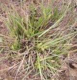ostřice ječmenovitá <i>(Carex hordeistichos)</i> / Habitus