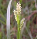 ostřice bledavá <i>(Carex pallescens)</i> / Květ/Květenství