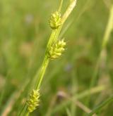 ostřice bledavá <i>(Carex pallescens)</i> / Plod