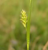 ostřice bledavá <i>(Carex pallescens)</i> / Plod