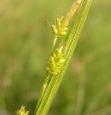 ostřice bledavá <i>(Carex pallescens)</i> / Plod