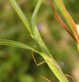 ostřice bledavá <i>(Carex pallescens)</i> / Ostatní