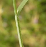 ostřice bledavá <i>(Carex pallescens)</i> / Ostatní