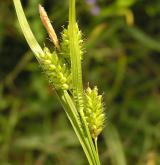 ostřice bledavá <i>(Carex pallescens)</i> / Plod