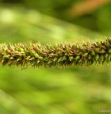 ostřice převislá <i>(Carex pendula)</i> / Plod